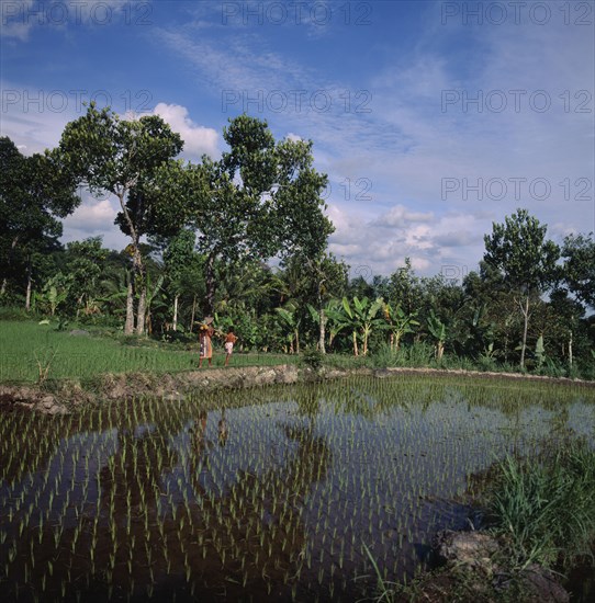 INDONESIA, Java, Nea Yogyakarta, "Boys with pinapples on poles walk between rice paddies, bananas & trees in background "