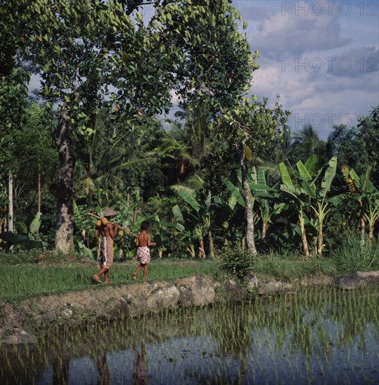 INDONESIA, Java, Near Yogyakarta, Boys with pinapples on poles walk between rice paddies with banana trees in background.