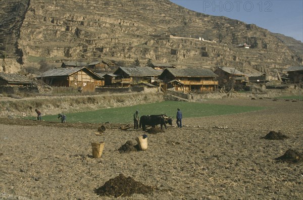 CHINA, Sichuan Province, Songpan, People working in fields with yaks.  Rural housing at foot of terraced mountainside behind.