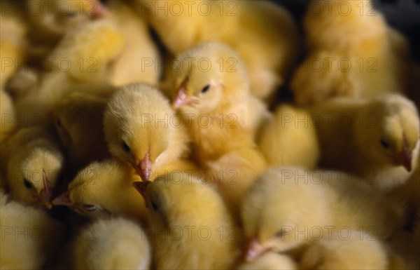 AGRICULTURE, Livestock, Poultry, "Group of one day old chicks.  Intensive farming practice, reared for meat."