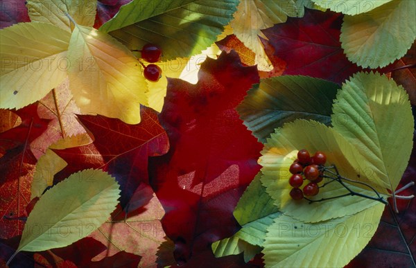 FLORA & FAUNA, Autumn, Leaves, Various fallen autumn leaves