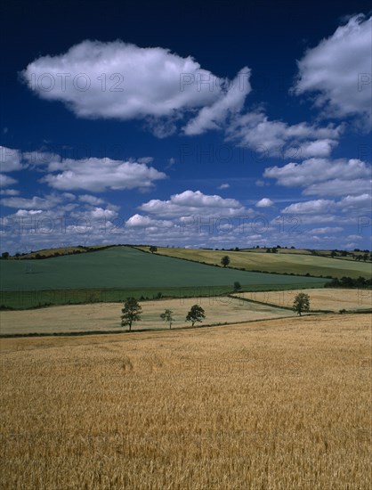 IRELAND, Louth, Farming, Landscape around Ardee with field of ripening barley in the foreground. Blue sky and white cloudscape above.
