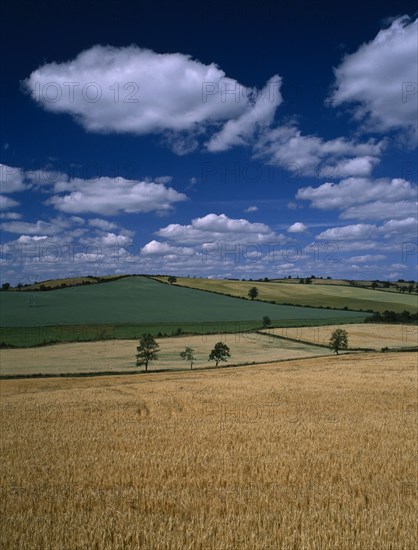 IRELAND, Louth, Farming, Landscape around Ardee with field of ripening barley in the foreground.  Blue sky and white cloudscape above.