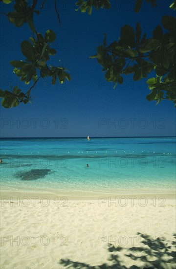 WEST INDIES, Jamaica, Montego Bay, Beach through mangrove trees with swimmers in shallow water and windsurfer out at sea