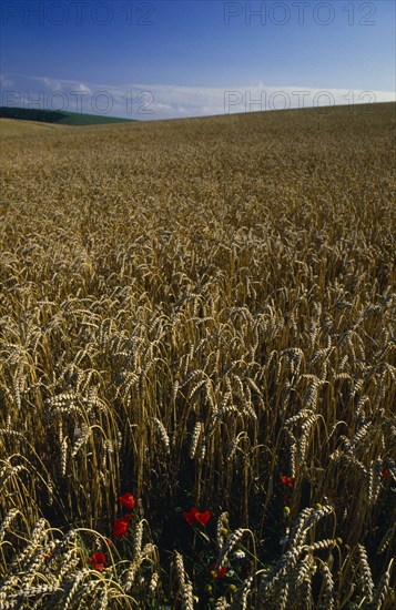 AGRICULTURE, Arable, Wheat, Field of ripe wheat with poppies.