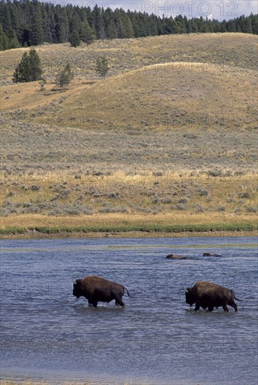 USA, Wyoming, Yellowstone National Park, Two Bison crossing a river