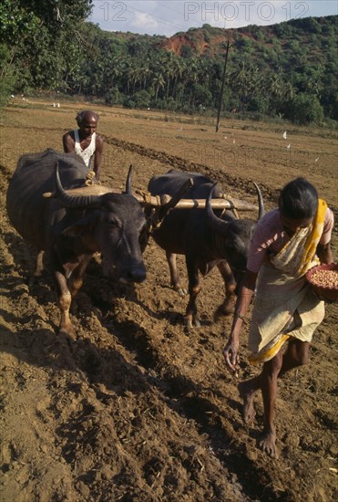 INDIA, Goa, Farming, Woman sowing seeds and man with water buffalo drawn plough follows turning the soil over the seeds.