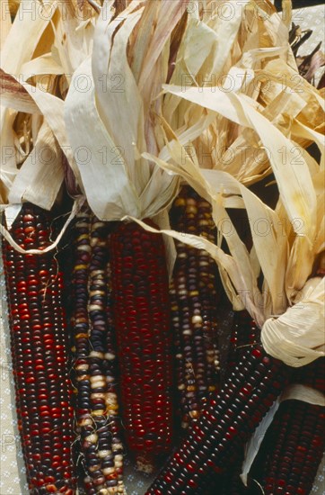 USA, Minnesota, Market, Display of Indian corn at farmers market.