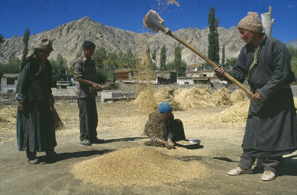 INDIA, Ladakh , Agriculture, Farm workers sifting wheat in valley with stone buildings behind and mountain backdrop.