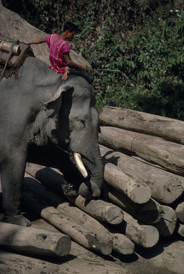 THAILAND, Chiang Mai, Working elephant moving logs with its trunk and foot with handler sitting on its head
