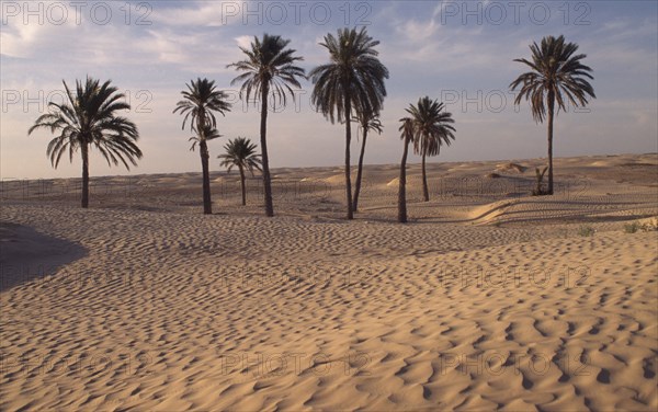 TUNISA, Douz, Sahara Desert oasis with palm trees and rippled sand