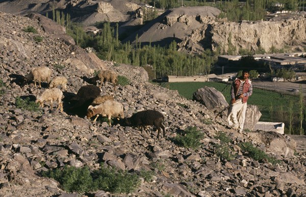 PAKISTAN, Northern Areas, Skardu, "Goat herd and shepherd using hockey stick as crook on rocky hillside with valley, trees and rural buildings behind."