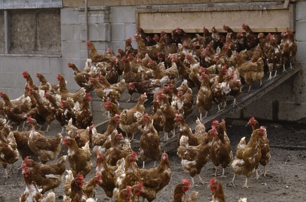 AGRICULTURE, Livestock, Poultry, Free range hens leaving their coop.