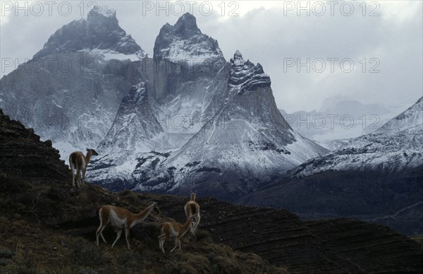 CHILE, Torre Del Paine , "Guanacos, Lama Guanacoe, standing in the Pine Horns Mountains area of the National Park"