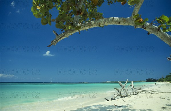 WEST INDIES, Jamaica, Negril, Empty beach with driftwood seen through branches of mangrove tree