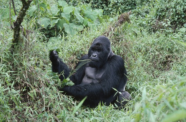 WILDLIFE, Apes, Gorillas, Mountain Gorilla sitting on the ground eating at Virunga National Park Zaire