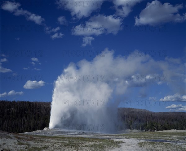 USA, Wyoming, Yellowstone National Park. Old Faithful Geyser. Clouds of spray and steam with pine forest beyond.