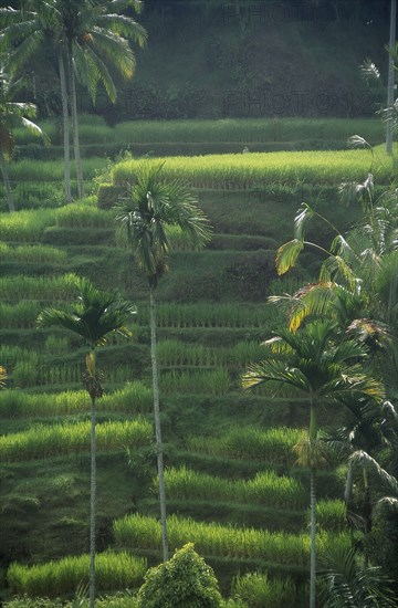 INDONESIA, Bali, Rice terraces