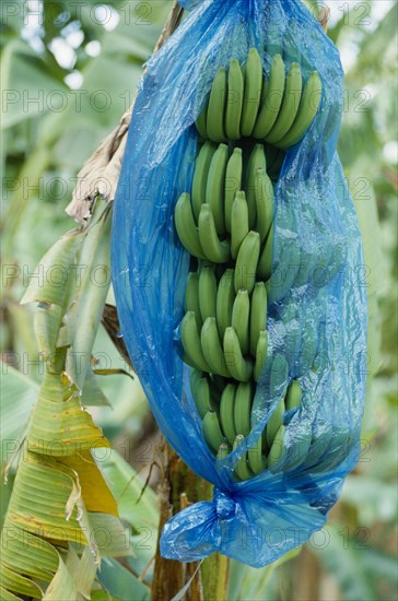 WEST INDIES, St Lucia, Agriculture, Bananas growing on tree wrapped in blue plastic.