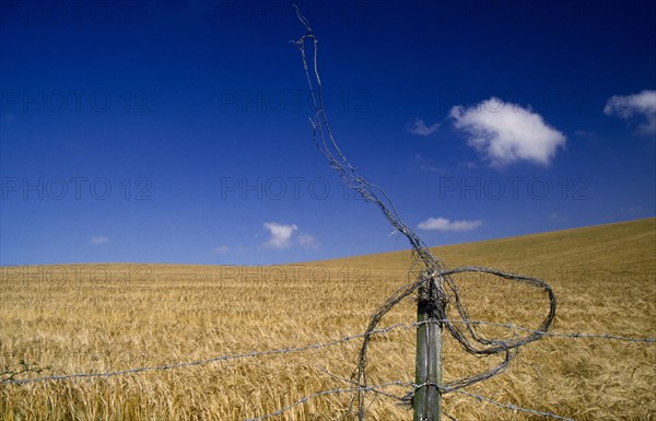 AGRICULTURE, Arable, Barley, "Field of ripe, golden barley against a blue sky with a wire fence in the foreground."