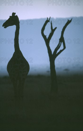 WILDLIFE, Big Game, Giraffe, Silhouette of single Giraffe looking sideways and tree in Samburu National Park Kenya