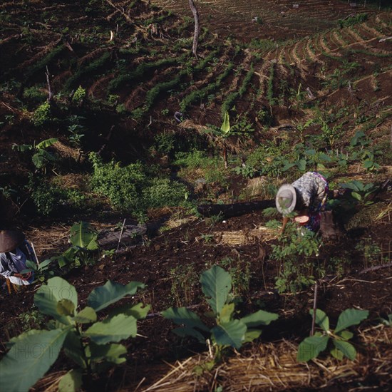 INDONESIA, Java West, Pangandaran, "Ciamis mahogany plantation in cleared forest,woman working,saplings f'gd "