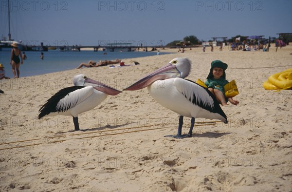AUSTRALIA, Western Australia, Beach, Two Monkey Mia Pelicans on sandy beach watched by small child wearing sun hat and inflatable arm bands.