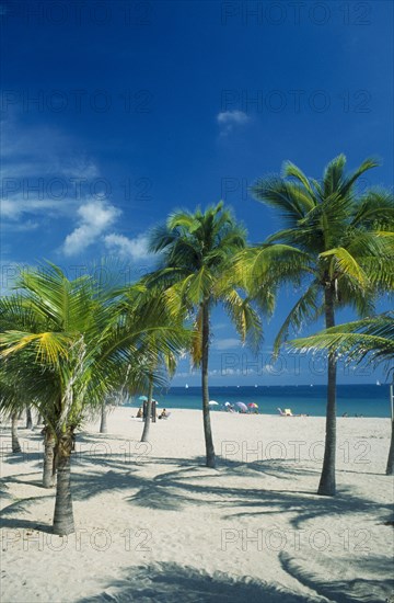 USA, Florida  , Fort Lauderdale, Palm trees on quiet sandy beach with few sunbathers.