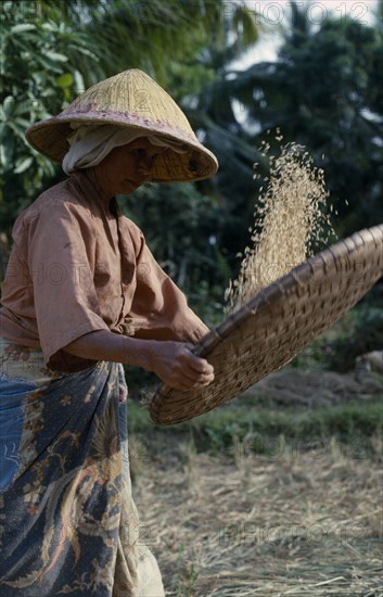 MALAYSIA, Farming, Woman sifting rice in large round shallow basket