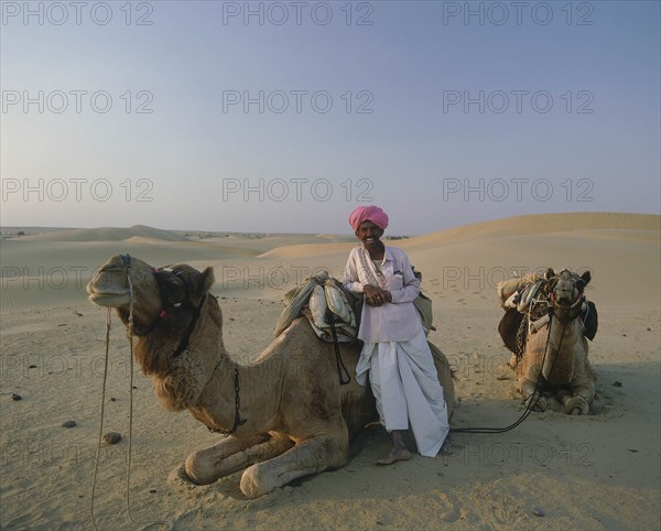 INDIA, Rajasthan, Jaisalmer, Two Thar Desert camels lying down in the sand  with a man wearing a pink turban leaning against one