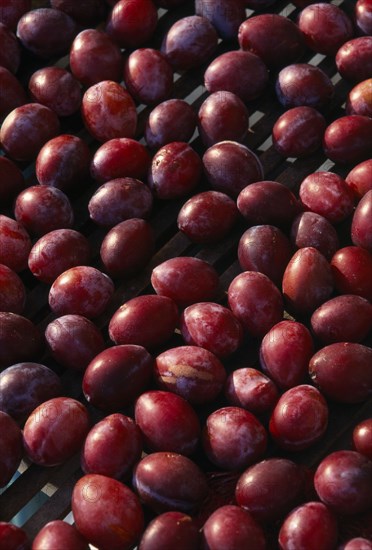 FRANCE, Aquitaine, Eymet, Ripe Perigordian plums drying in the sun