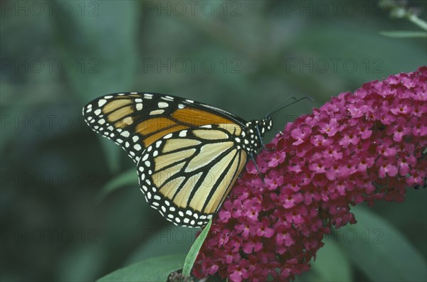 NATURAL HISTORY, Insects, Butterflies, "Monarch Butterfly (Danaus plexippus) on a purple flower, folded wings seen from side."