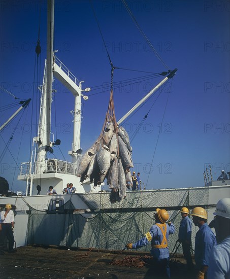 JAPAN, Industry, Fishing, Tuna fish being winched over the side of a trawler by men wearing hard hats
