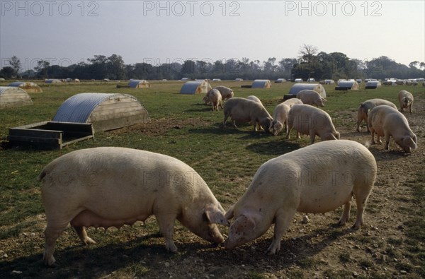 AGRICULTURE, Farming, Pigs, Field of pigs with lines of shelters.