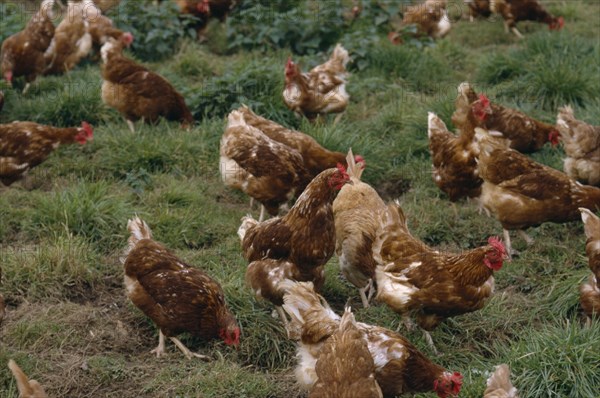AGRICULTURE, Livestock, Poultry, Free range chickens roaming in field.