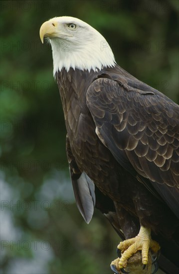 WILDLIFE, Birds, Eagle, Bald Headed Eagle