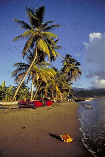 WEST INDIES, Dominica , Portsmouth, Conch shell by the waters edge of a coconut palm tree lined beach