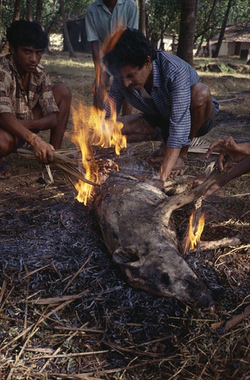 INDIA, Goa, Arambol, Christian men burning a Pig on an open fire.