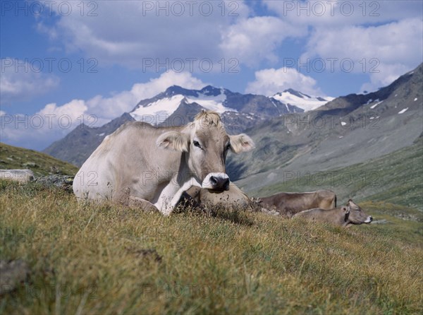 ITALY, Dolomites Mountain Range, Close up of Alpine cattle lying down