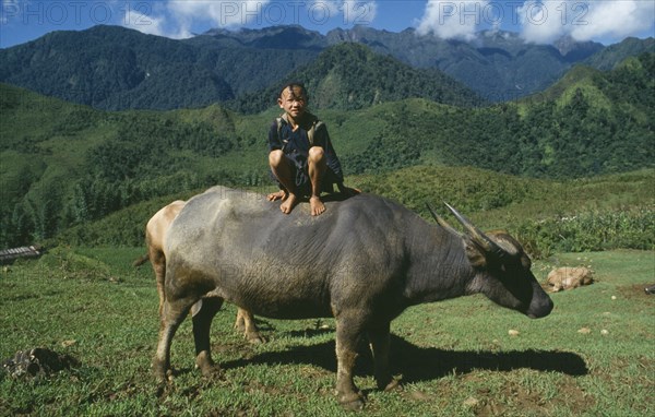 VIETNAM, North, Children, Muong boy sitting on the back of a water buffalo in the mountains