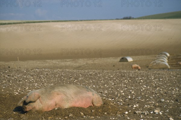 ENGLAND, South Downs, Agriculture, Pigs outside in hillside field.