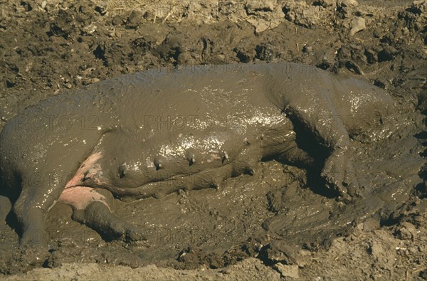 AGRICULTURE, Animals, Pigs, Sow wallowing in mud with head almost completely submerged.