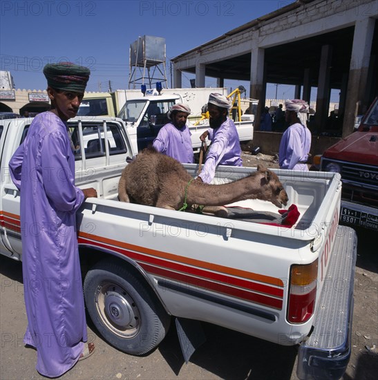 OMAN, Sharqiya, Sanaw  , Local men in blue robes at a Souk with a young camel in the back of a truck