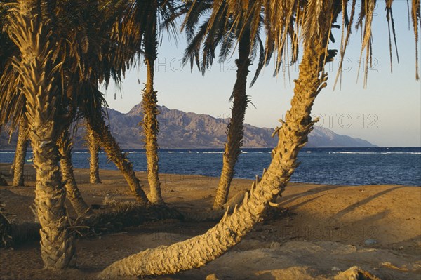 EGYPT, Sinai, Red Sea, View of beach with palm trees near Dahab