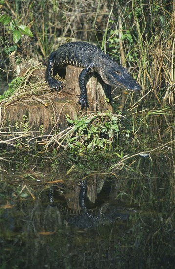 WILDLIFE, Sealife, Alligator, American Alligator (alligator mississippiensis) sunning itself on a log in Cypress National Reserve Florida USA