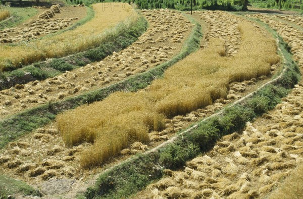 CHINA, Qinghai Province, Terraced and partly harvested fields of wheat.