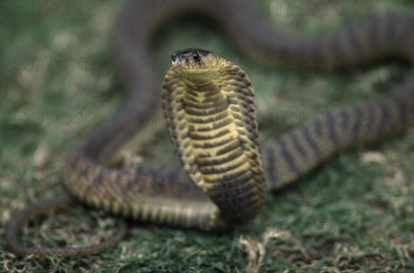 NATURAL HISTORY, Reptiles, Snake, Egyptian Cobra