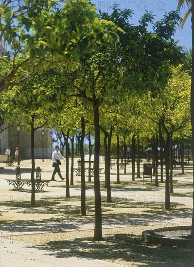SPAIN, Cadiz Province, Jerez de la Frontera, Trees in a town square with a man walking past near Gonzales Byass