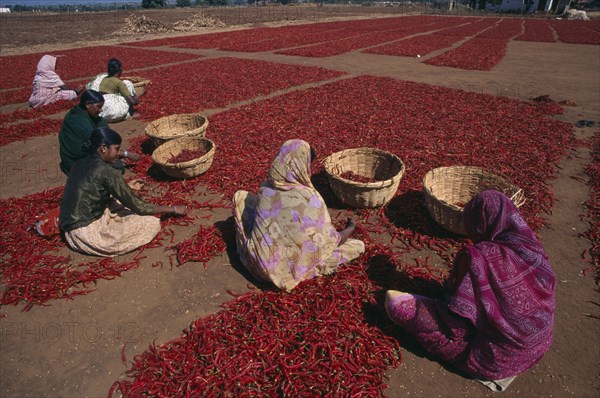INDIA, Karnataka, Agriculture, Women sorting red chillies laid out on the ground to dry.