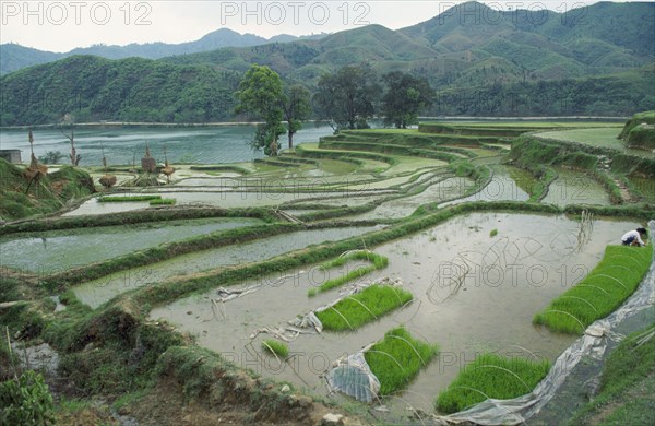 CHINA, Guangxi, View over rice seedlings in a nusery bed on slopes by the river.